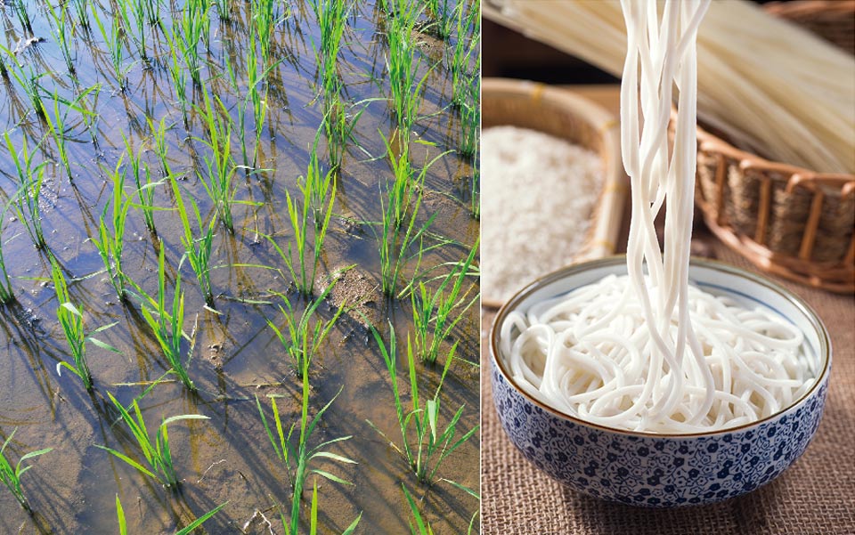 滇南生态营养米线