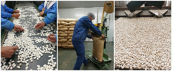 芸豆生产过程