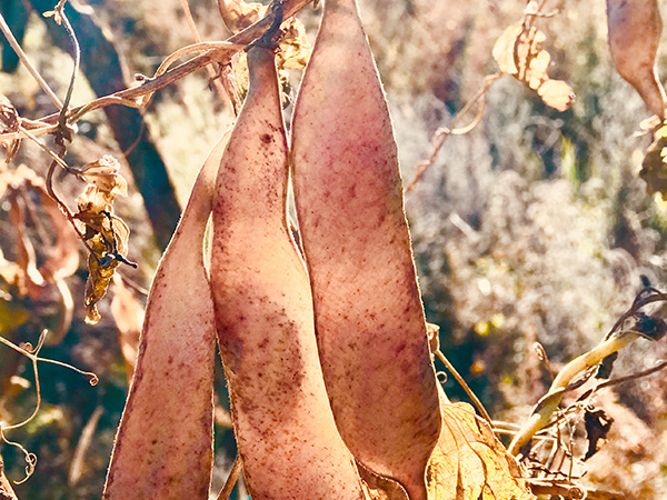 万力贸易芸豆荚